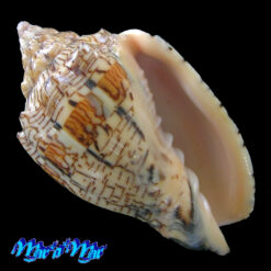 Voluta ebraea Linnaeus, 1758