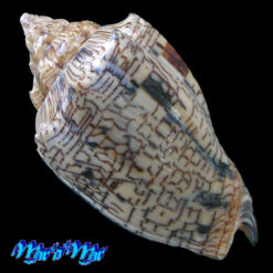 Alternative view of Voluta ebraea Linnaeus, 1758