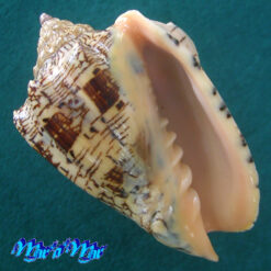 Voluta ebraea Linnaeus, 1758