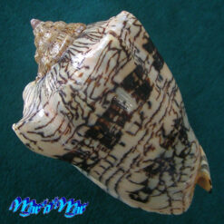 Alternative view of Voluta ebraea Linnaeus, 1758