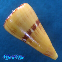 Alternative view of Conus riosi Petuch, 1986