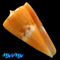 Conus riosi Petuch, 1986