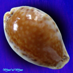 Cypraea acicularis marcuscoltroi (Petuch, 2015)