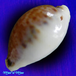 Alternative view of Cypraea acicularis marcuscoltroi (Petuch, 2015)