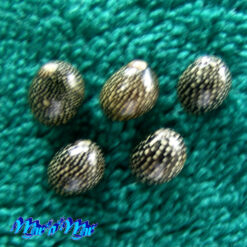 Alternative view of Neritina clenchi (H. D. Russell, 1940)