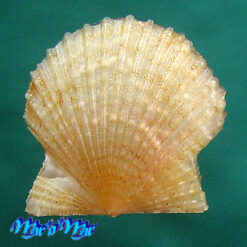 Alternative view of Leptopecten bavayi Dautzemberg, 1927