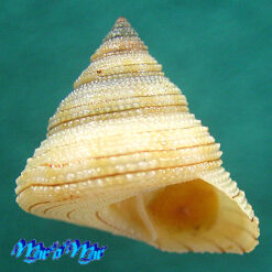 Calliostoma sp.