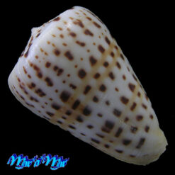 Alternative view of Conus byssinus Roding, 1798