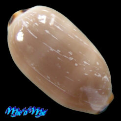 Cypraea (Luria) isabella controversa (Linnaeus, 1758)