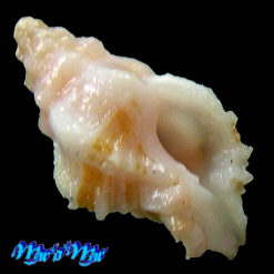 Attiliosa cf. perplexa Emily Vokes, 1999