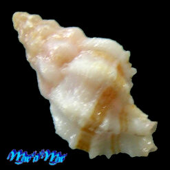 Alternative view of Attiliosa cf. perplexa Emily Vokes, 1999