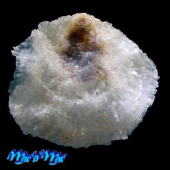 Pododesmus rudis (Broderip, 1834)