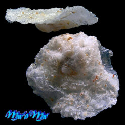 Alternative view of Pododesmus rudis (Broderip, 1834)