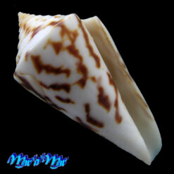 Conus clerii Reeve, 1844