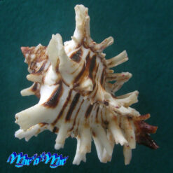 Alternative view of Hexaplex princeps (Broderip, 1833)