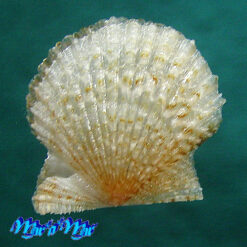 Alternative view of Leptopecten bavayi Dautzemberg, 1927