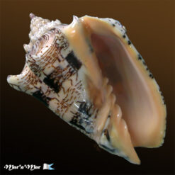 Voluta ebraea Linnaeus, 1758