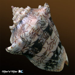 Alternative view of Voluta ebraea Linnaeus, 1758