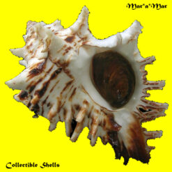 Hexaplex princeps (Broderip, 1833)