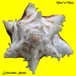 Alternative view of Hexaplex princeps (Broderip, 1833)