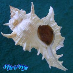 Siratus tenuivaricosus (Dautzenberg, 1927)