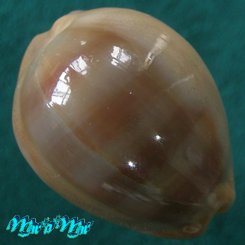 Cypraea (Lyncina) sulcidentata (J. E. Gray, 1824)