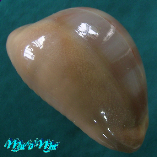 Cypraea (Lyncina) sulcidentata (J. E. Gray, 1824) - Imagem 4