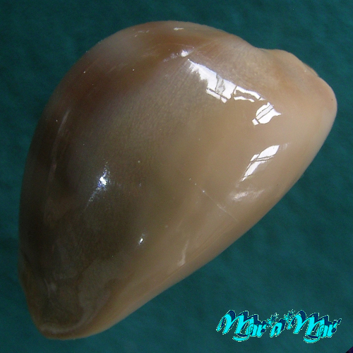 Cypraea (Lyncina) sulcidentata (J. E. Gray, 1824) - Imagem 3