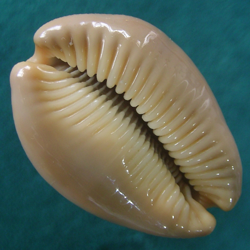 Cypraea (Lyncina) sulcidentata (J. E. Gray, 1824) - Imagem 2