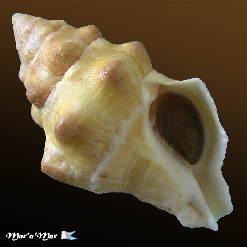 Leucozonia nassa (Gmelin, 1791)