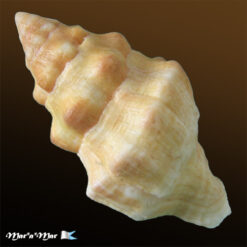 Alternative view of Leucozonia nassa (Gmelin, 1791)