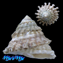 Lithopoma tectum tectum  (Lightfoot, J. in Solander, 1786)