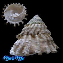 Alternative view of Lithopoma tectum tectum  (Lightfoot, J. in Solander, 1786)