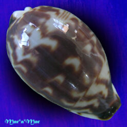 Cypraea (Palmadusta) diluculum Reeve, 1843