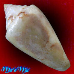 Alternative view of Conus (Stephanoconus) monicae (Petuch & Berschauer, 2015)