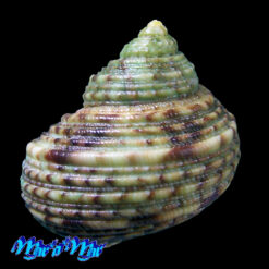 Alternative view of Turbo sandwicensis Pease, 1861