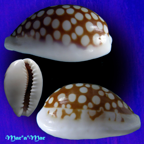 Cypraea (Cribrarula) cribraria comma setepaulensis Bozetti, 2016 - Imagem 2