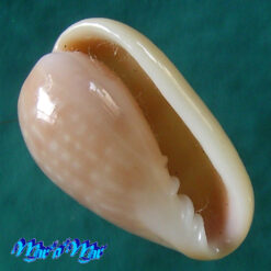 Bullata analuciae Souza & Covert, 2001