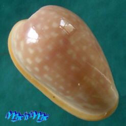 Alternative view of Bullata analuciae Souza & Covert, 2001