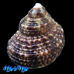 Alternative view of Turbo intercostalis Menke, 1846