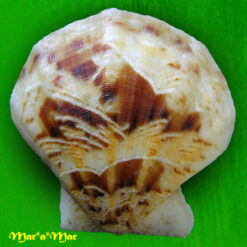 Flexopecten glaber proteus Dillwin, 1817