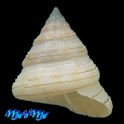 Calliostoma gemmosum (Reeve, 1842)