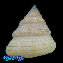 Alternative view of Calliostoma gemmosum (Reeve, 1842)