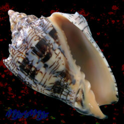 Voluta ebraea Linnaeus, 1758