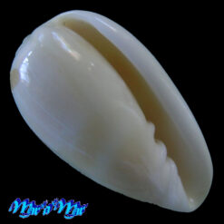 Alternative view of Prunum negoi Cossignani, 2005