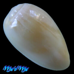 Prunum negoi Cossignani, 2005