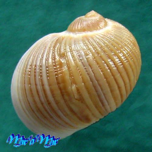 Stigmaulax sulcatus (Born, 1778) - Imagem 2