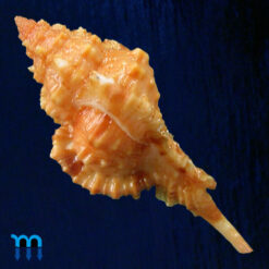 Alternative view of Siratus consuela (H. A. Verrill, 1950)