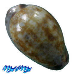 Cypraea zonaria Gmelin,1791