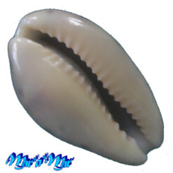 Alternative view of Cypraea zonaria Gmelin,1791